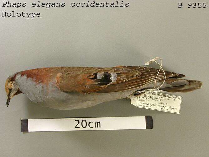 Dry bird skin specimen with labels.