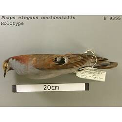 Dry bird skin specimen with labels.