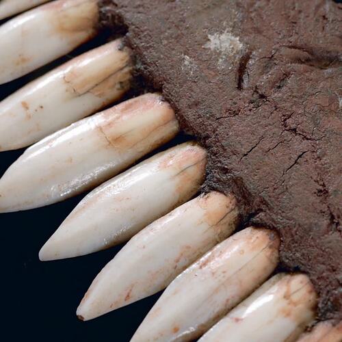 Headband, fur string and kangaroo teeth (detail)