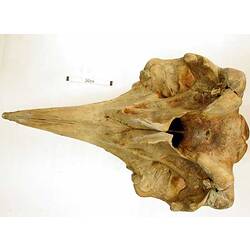 Whale skull with scale bar.