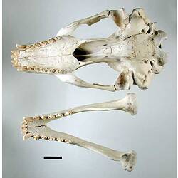 Seal lower jaw beside skull, oriented with teeth visible.