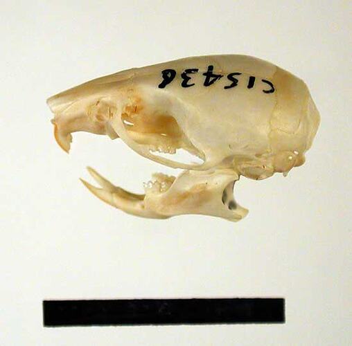 Lateral view of mouse skull and lower jaw.