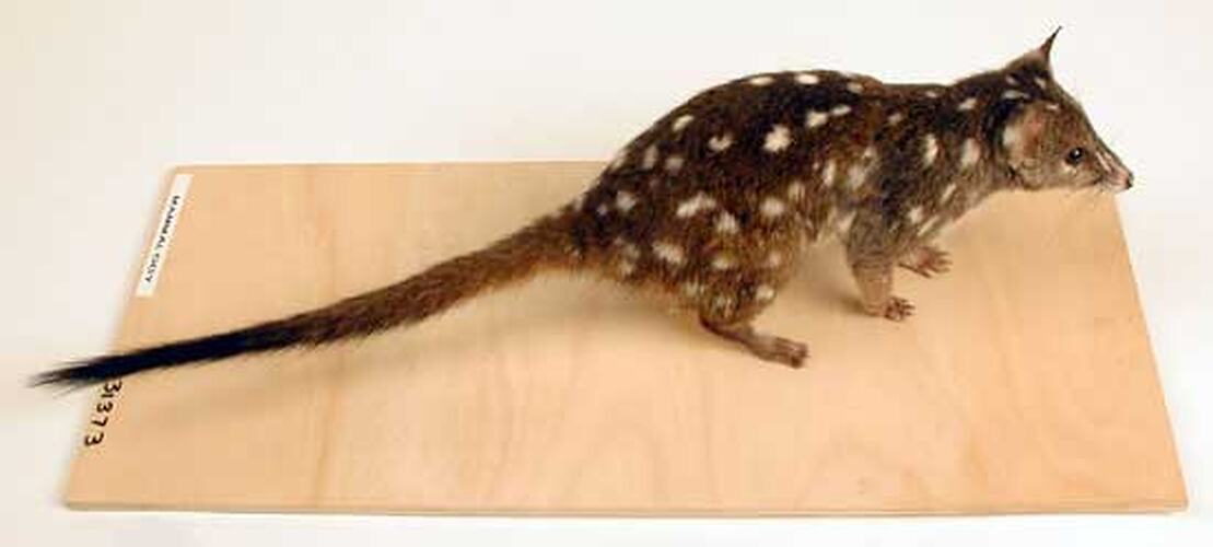 Quoll specimen mounted on board.