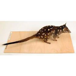 Quoll specimen mounted on board.