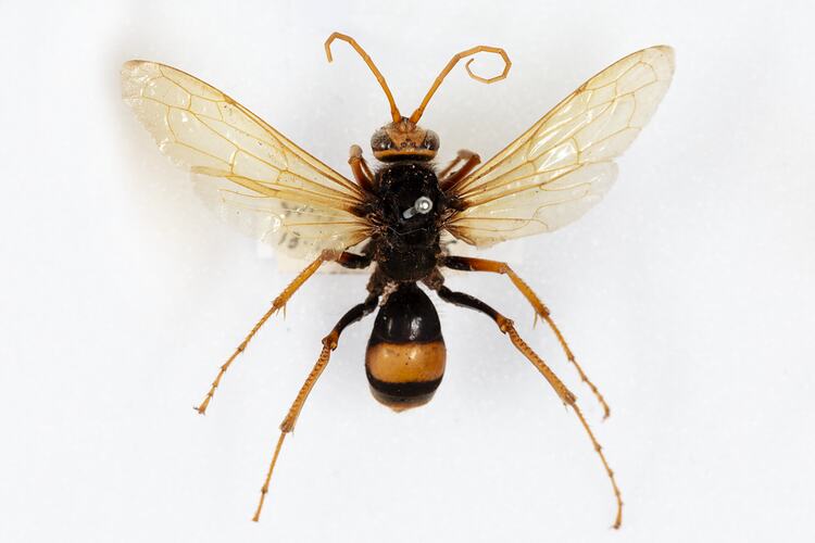 <em>Cryptocheilus bicolor</em>, Spider Hunting Wasp. [HYM 99029]