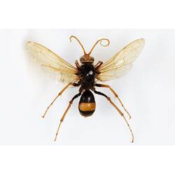 Our Wondrous Planet, Our Wild Family: Dry Specimen - Spider Hunting Wasp, <em>Cryptocheilus bicolor</em> (Fabricius, 1775)
