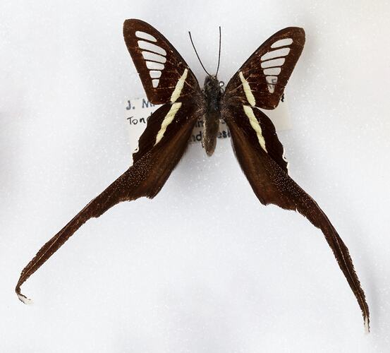 <em>Lamproptera curius</em>, White Dragontail. [LEP 41956]