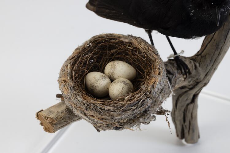 Nest with three bird eggs displayed on a branch.
