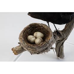 Our Wondrous Planet, Our Wild Family: Nest - Willie Wagtail, <em>Rhipidura leucophrys picata</em>