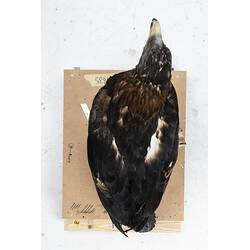 <em>Aquila audax audax</em>, Wedge-tailed Eagle. [B 21635]