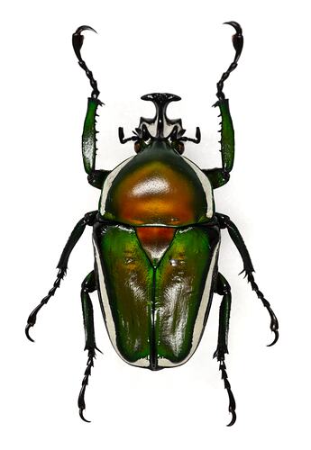 <em>Dicronorhina derbyana</em>, Derby's Flower Beetle. [COL 143738]