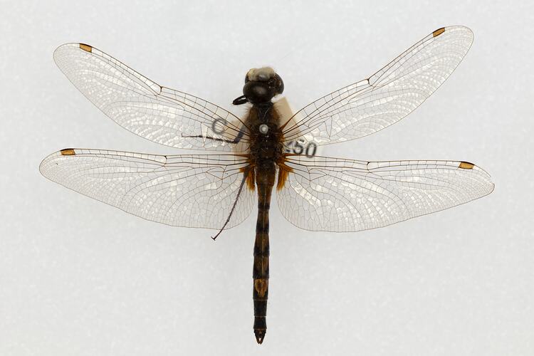 <em>Orthetrum caledonicum</em>, Blue Skimmer. [ODO 4250]