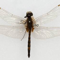 Our Wondrous Planet, Our Wild Family: Dry Specimen - Blue Skimmer, <em>Orthetrum caledonicum</em> (Brauer, 1865)