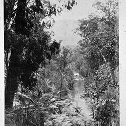 Photograph - 'River Glimpse', Yarra River, by A.J. Campbell, Upper Yarra, Victoria, 1895