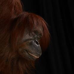 Our Wondrous Planet, Our Wild Family: Taxidermy Mount, Bornean Orangutan, <em>Pongo pygmaeus</em>