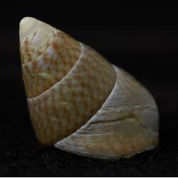 <em>Phasianotrochus irisodontes</em>, snail. [F 85432]