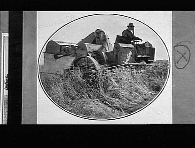 HEADERS IN THE FIELD: AUTO WORKING IN DOWN CROP BARLEY, CAIRNS BROS., LISMORE, VIC.: YIELD: 75 BUSHELL CAPE BARLEY PER ACRE: JAN 1930