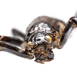 <em>Dryococelus australis</em>, Lord Howe Island stick insect. [PHA 11]