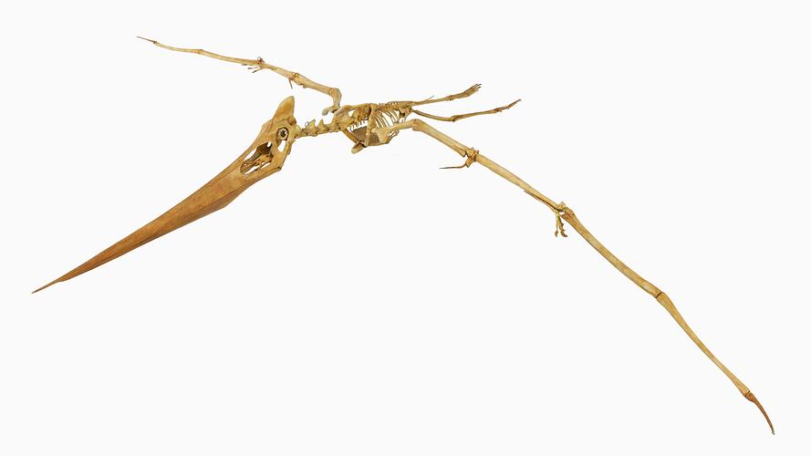 Articulated cast of a Pteranodon skeleton posed as if in flight.