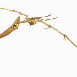 <em>Pteranodon sternbergi</em>