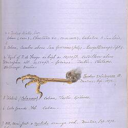 Annotations and illustration of a bird's talons from Osbert Salvin [Collected articles from The Ibis on the ornithology of Central America]