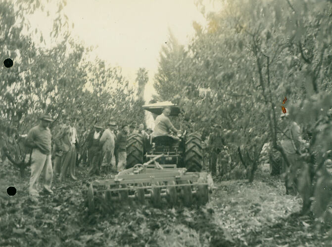 Photograph - Tractor towing a disc cultivator