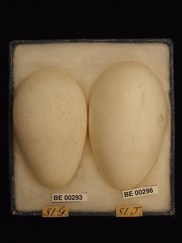 Two bird eggs with specimen labels in box.