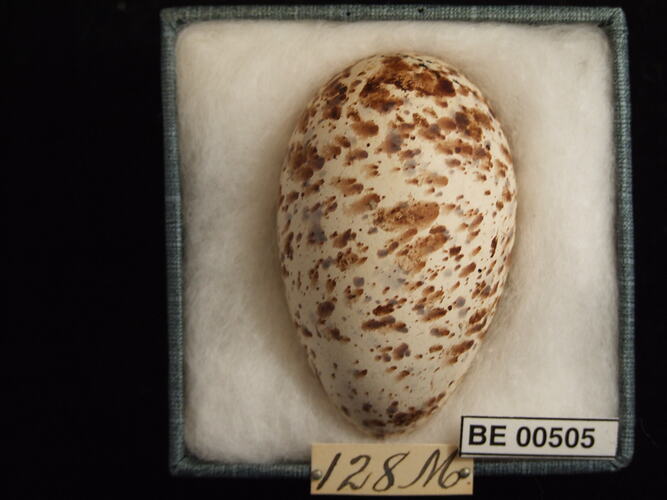 Bird egg with specimen labels in box.