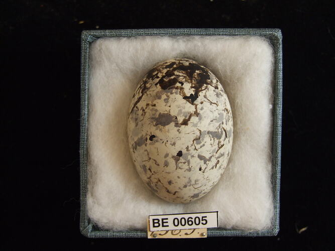 Bird egg with specimen labels in box.