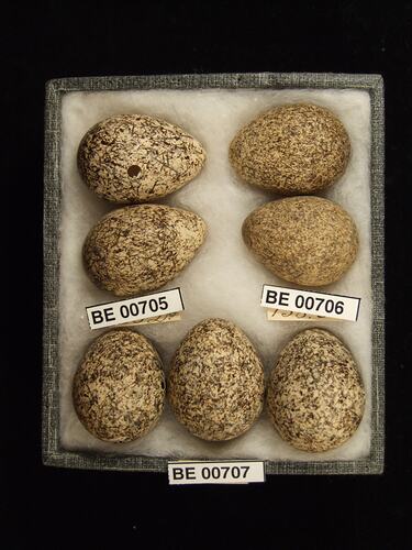 Seven bird eggs with specimen labels in box.