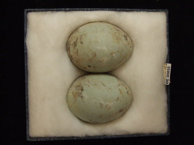 Two bird eggs with specimen labels in box.