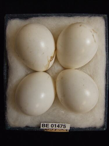 Four bird eggs with specimen labels in box.