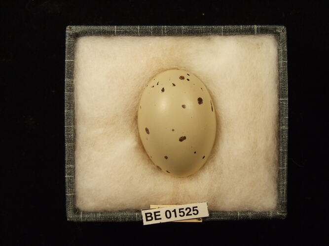 Bird egg with specimen labels in box.