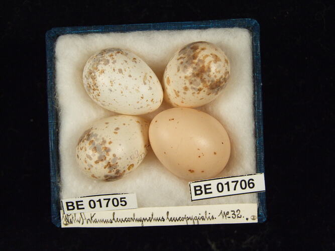 Four bird eggs with specimen labels in box.