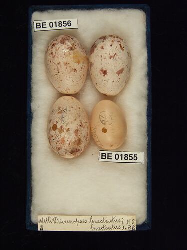 Four bird eggs with specimen labels in box.