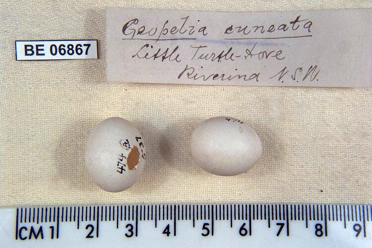 Two bird eggs and specimen labels beside ruler.