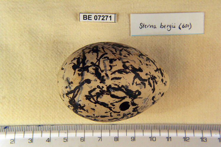 Bird egg with specimen labels beside ruler.