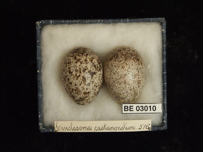 Two bird eggs in box with labels.