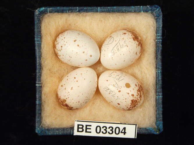 Four bird eggs in box with labels.