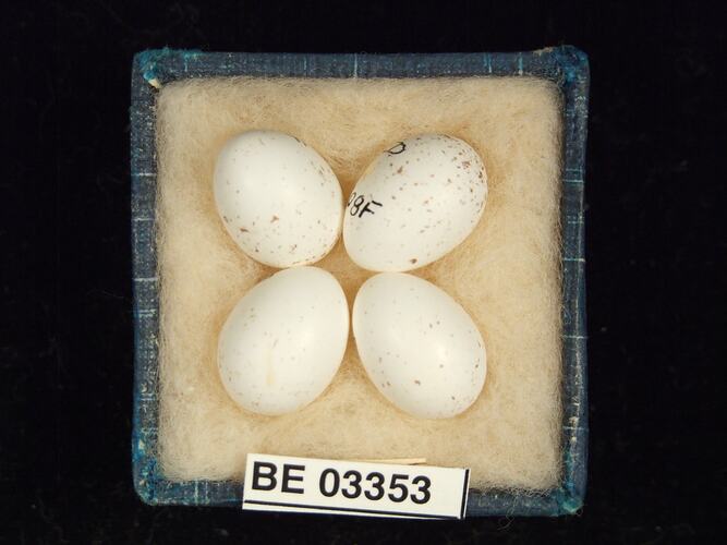 Four bird eggs in box with labels.
