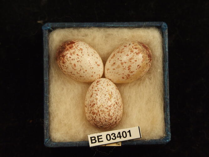Three bird eggs in box with labels.