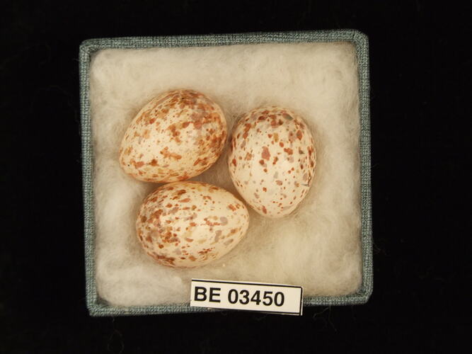 Three bird eggs in box with specimen label.