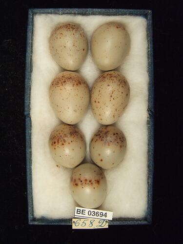 Seven bird eggs in box with specimen labels.