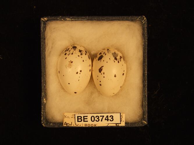 Two bird eggs in box with specimen labels.