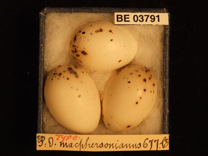 Three bird eggs in box with specimen labels.