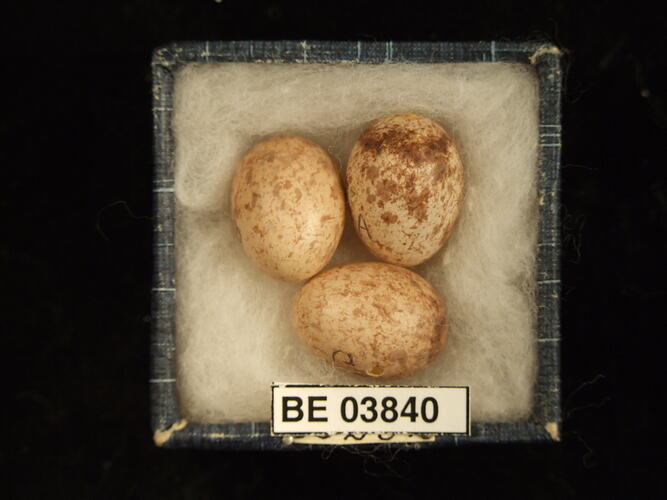 Three bird eggs in box with specimen labels.