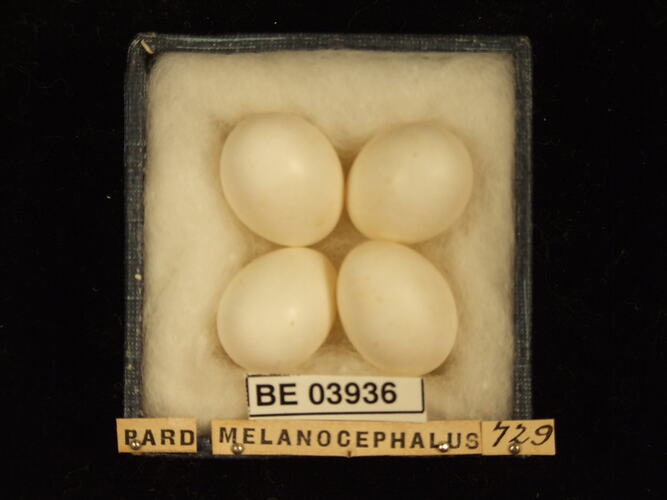 Four bird eggs in box with specimen labels.