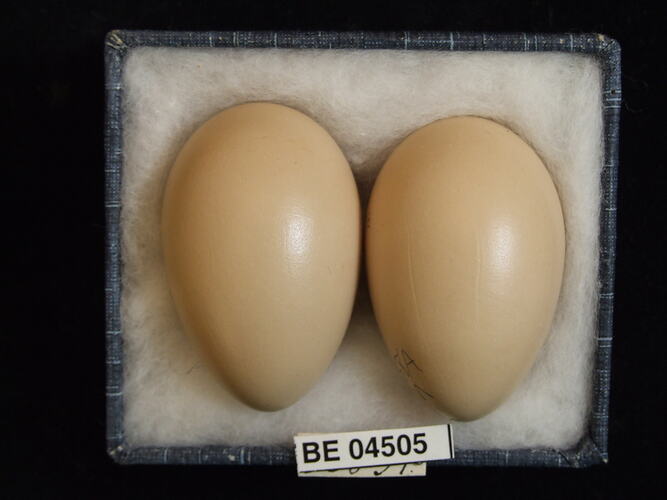Two bird eggs with specimen labels in box.
