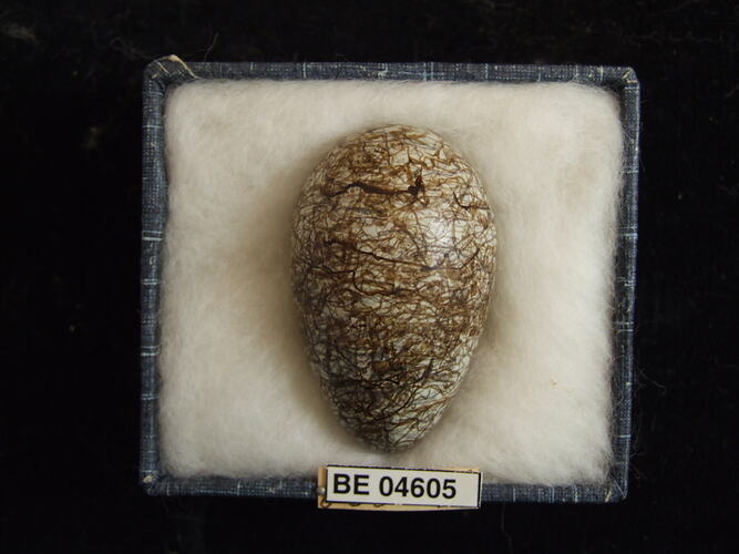 Bird egg with specimen labels in box.