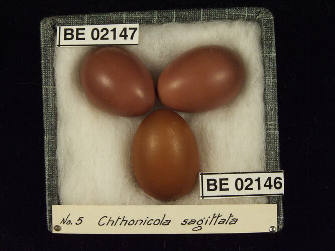 Three bird eggs with specimen labels in box.